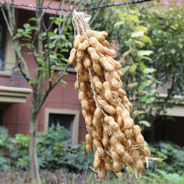 极速饭店墙面装饰挂饰仿真水果蔬菜玉米红辣椒大蒜串假.花生休闲