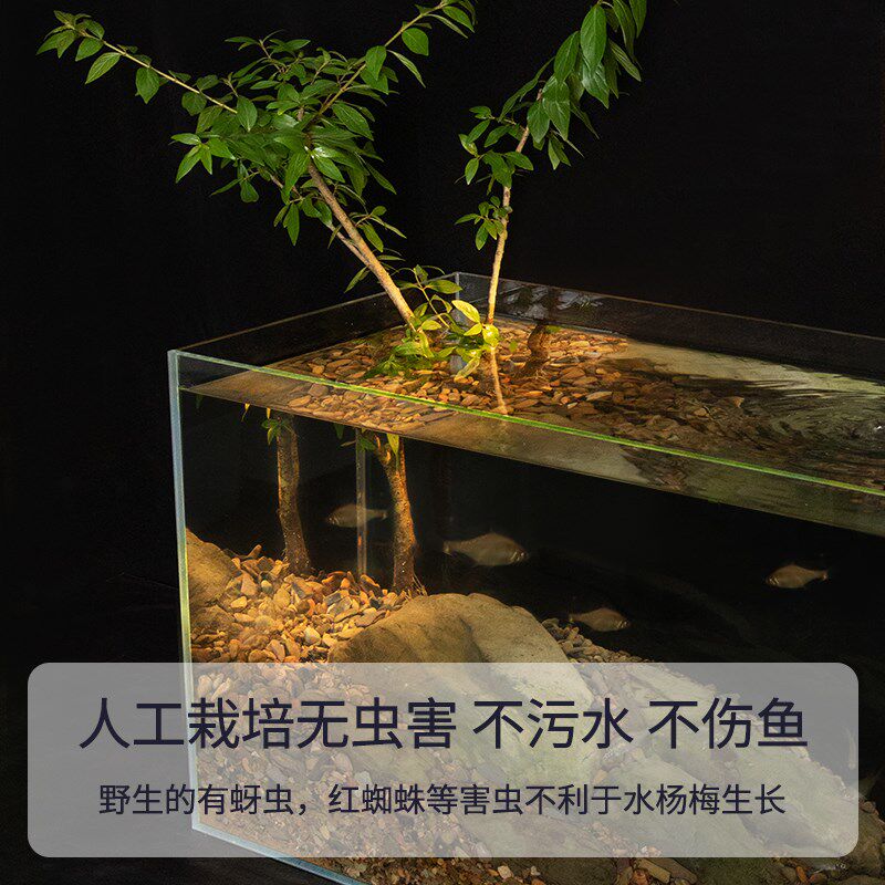 极速水杨梅挺水植物鱼缸溪流缸原生缸造景植Q物造景树真树活好养
