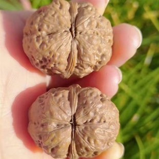 极速文玩把玩野外生小众r龙胆蛤蟆头小金蟾疙瘩包元宝铁核桃盘玩