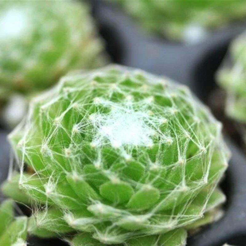 极速【蛛丝卷娟】多肉植物 绿绒拉丝卷娟观音莲 办U公室内创意小