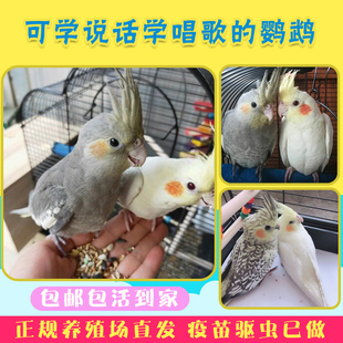 极速玄风鹦鹉鸟活体活鸟黄化玄A凤手养玄风幼鸟宠物情侣彩色中小