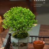 极速小叶a赤楠老桩盆景苗微景观水培办公室内好养四季 常青