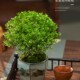 极速小叶a赤楠老桩盆景苗微景观水培办公室内好养四季 常青