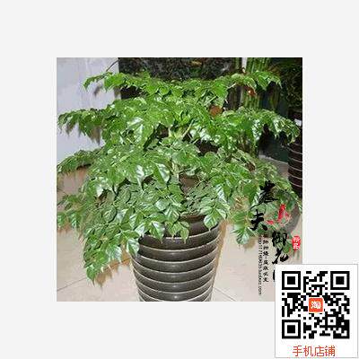 极速幸福树盆栽k桌面绿植植物四季常青办公室内好养盆景净化空气