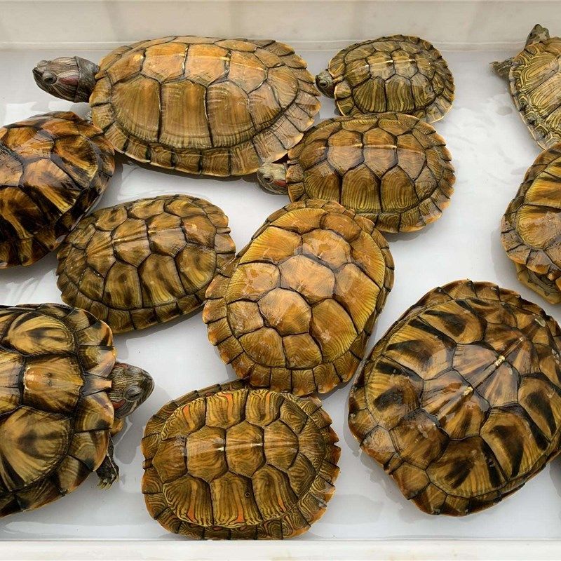 极速巴西红耳龟宠物龟大小招财乌龟活物活体观赏龟公W母情侣水族,宠物/宠物食品及用品,龟/鳖,淘宝优惠券,粉丝福利购,淘宝优惠卷