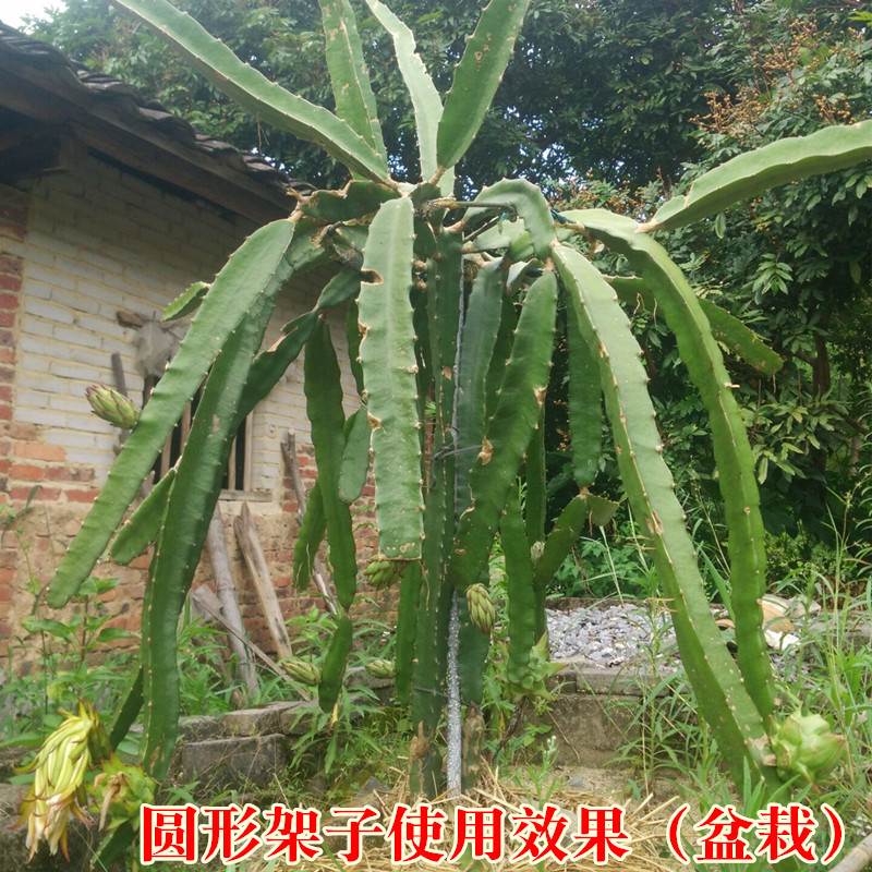极速新疆西藏火龙果支架不锈钢种植架支撑架子T花架盆栽地栽火
