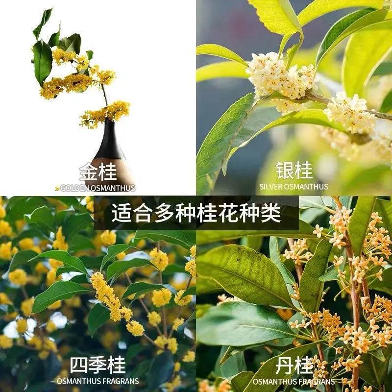 速发桂花枯叶病黄叶焦叶尖干叶虫孔叶斑病落叶专用肥桂花树肥料营