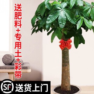 极速发财树盆栽室内植物客厅办公室步步J高大棵金钱树绿植开业送