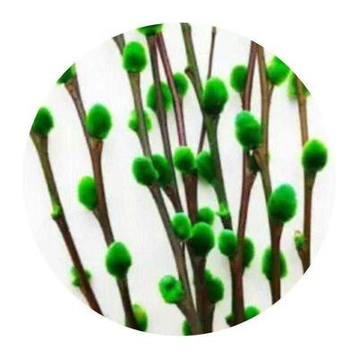 极速【保障】g银e柳真花鲜枝年宵花卉银柳干花花束彩色柳枝耐寒水