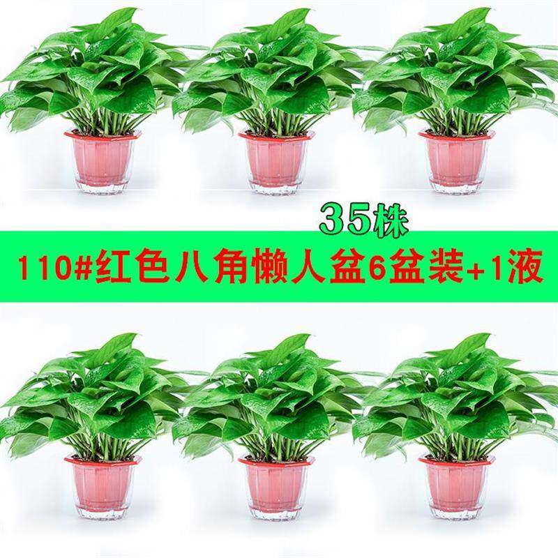 极速适合办公室放的盆栽放家里绿色植物桌子上客厅花Y卉园艺装修