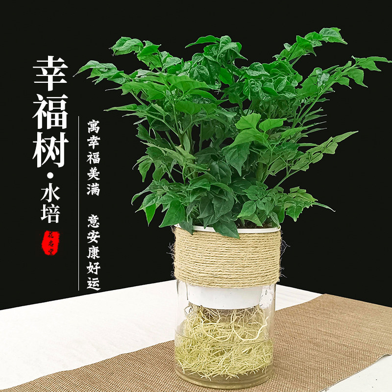 幸福树盆栽水培绿植n物室内小盆景绿宝平安树办公室内净化空气水