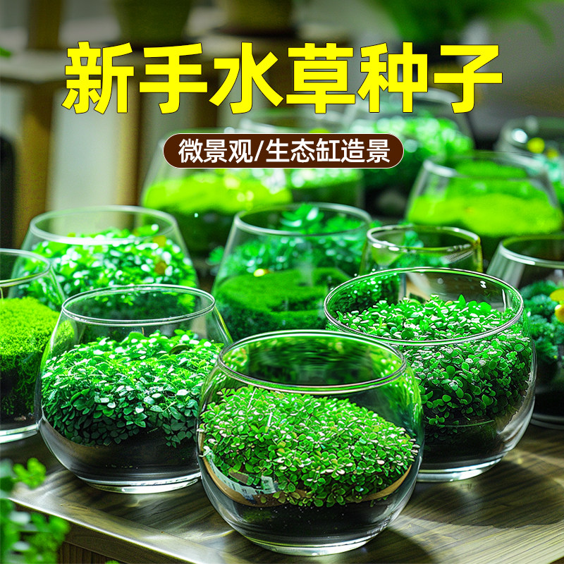 速发鱼缸水草铺性瓶培植物籽子生态玻璃水微景观盆栽阴底造景装饰