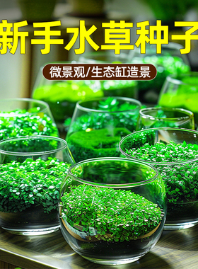 速发鱼缸水草铺性瓶培植物籽子生态玻璃水微景观盆栽阴底造景装饰