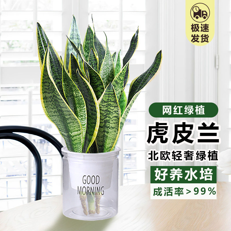 速发金边虎皮兰盆栽多肉易活水植植物花培办公室内绿卉大全客厅虎