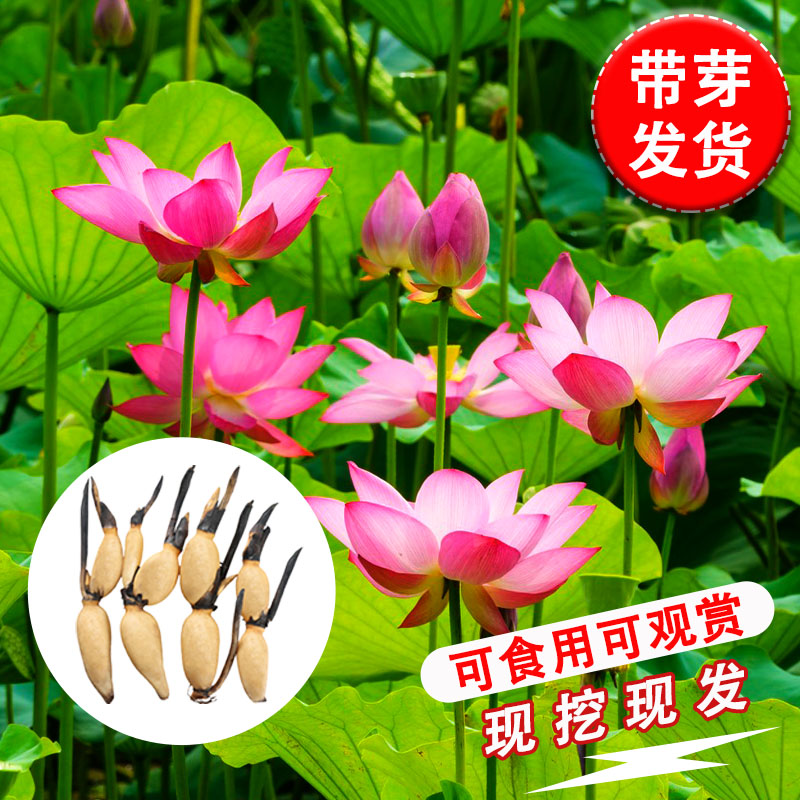 速发水生荷花苗食用莲藕根养水缸盆栽苗型莲花藕观赏水培水大池塘