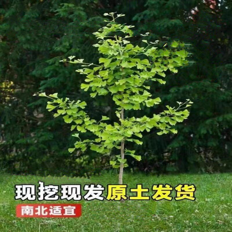 速发金叶银杏行活苗室庭大树外院风景树大型树道园林绿化工程苗木