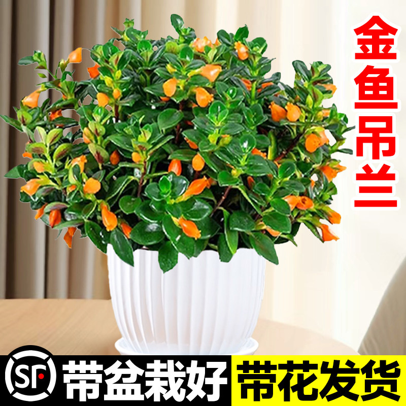 速发吊兰盆栽带花苞大盆活四植室内客厅常青绿季物好养花花卉