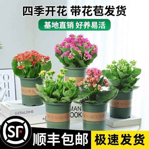 速发的寿花盆栽重瓣长花带花苞花苗四季室内开花好养大花卉植物