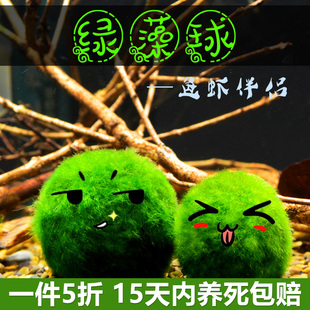 速发绿藻球水草植物鱼缸性景摆件装球绿藻海藻饰苔藓前景阴造水藻