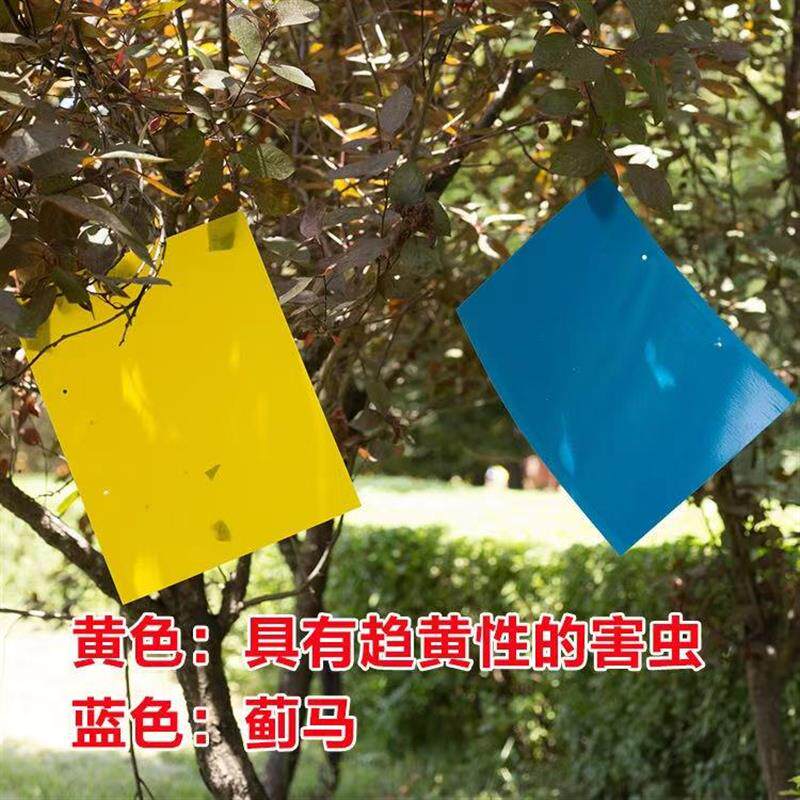 现货粘虫板双面黄板n飞虫诱虫板蓟马蓝板庭院大棚果园农用诱虫板