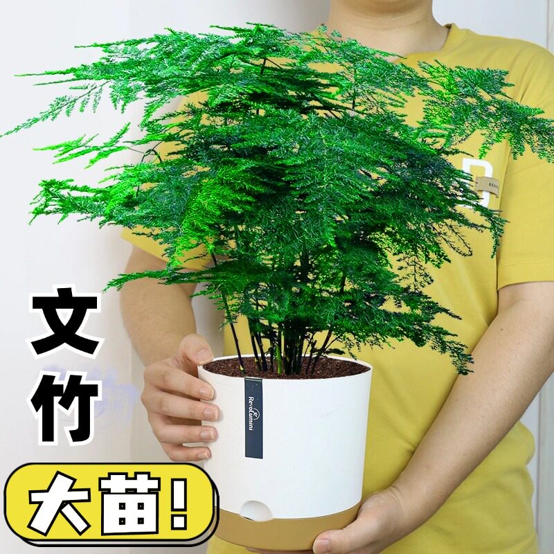 速发竹文大盆栽室内桌面大绿植办公室客厅植卉四季常青盆景旺宅花