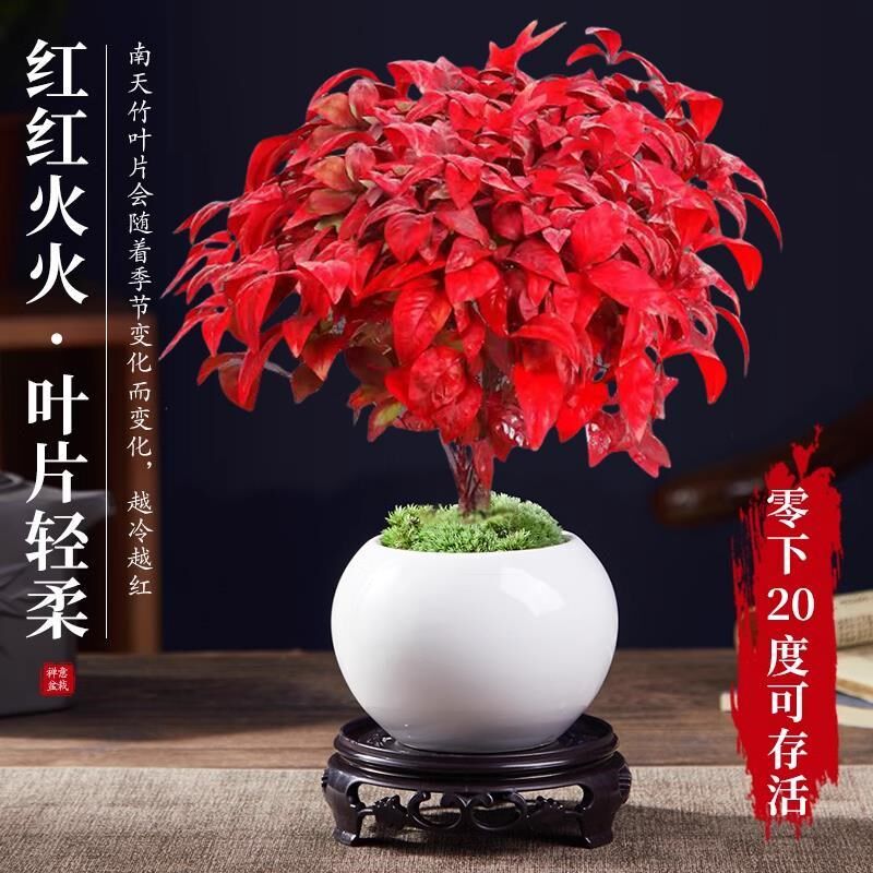 速发火焰南天竹盆栽书叶小盆景好养易活耐寒绿植观房茶桌禅意微景