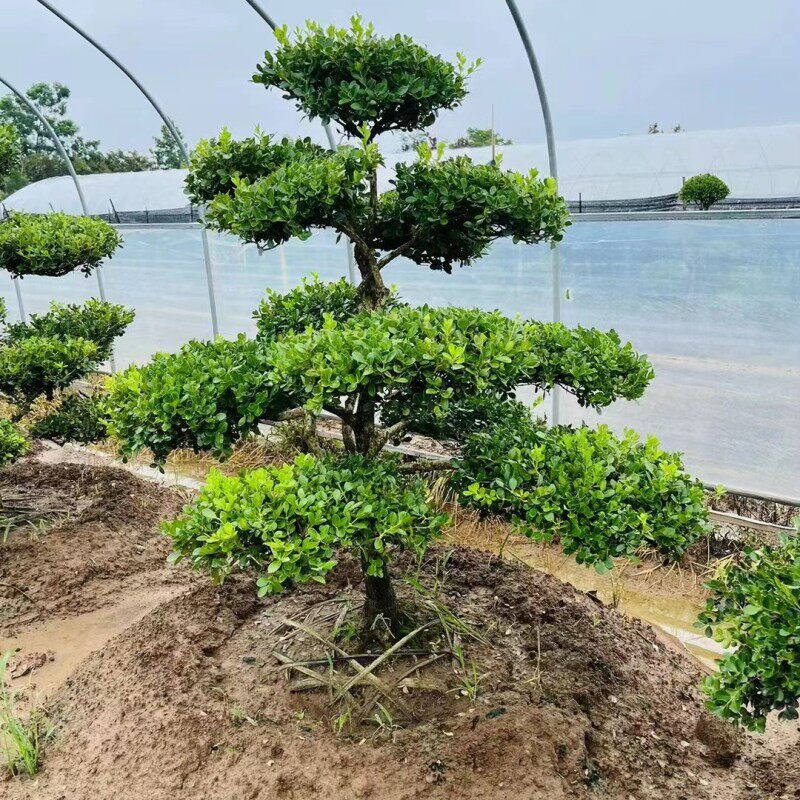速发小叶庭杨树黄院别墅地景造型绿化独杆冬青黄杨盆景树四季常青