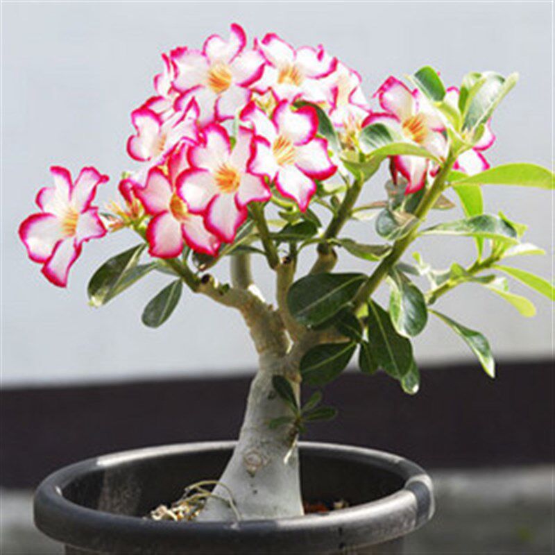 速发盆栽养卉 沙漠玫瑰 好花室卉花内绿植九里香盆景