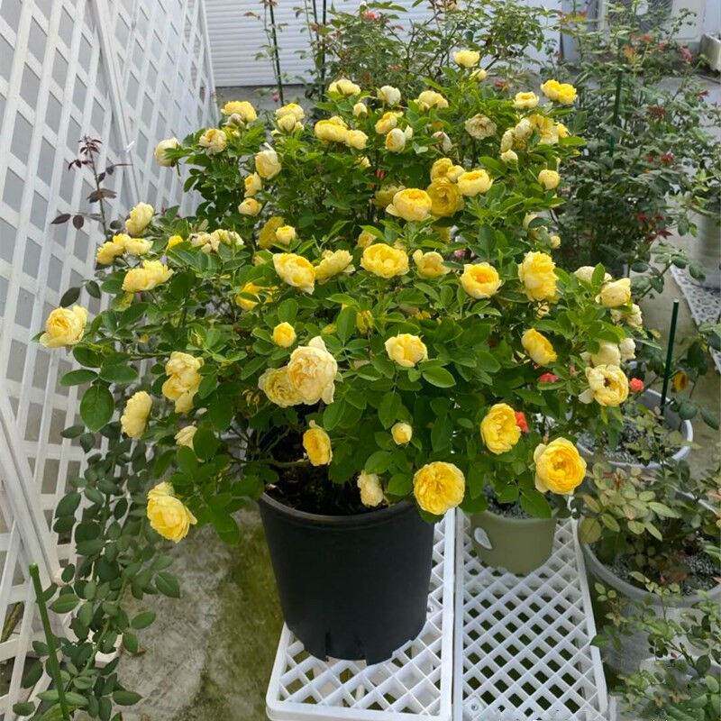 速发旭丛大型灌木月力季四季多浓勤花爆庭香别墅头院花园植物四季