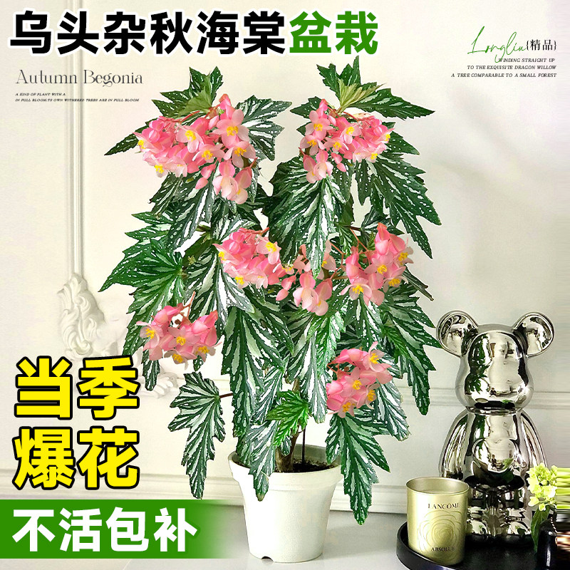 速发乌头杂秋海棠盆栽鳟鱼福寿室内客活桌面绿植物花卉好养厅四季