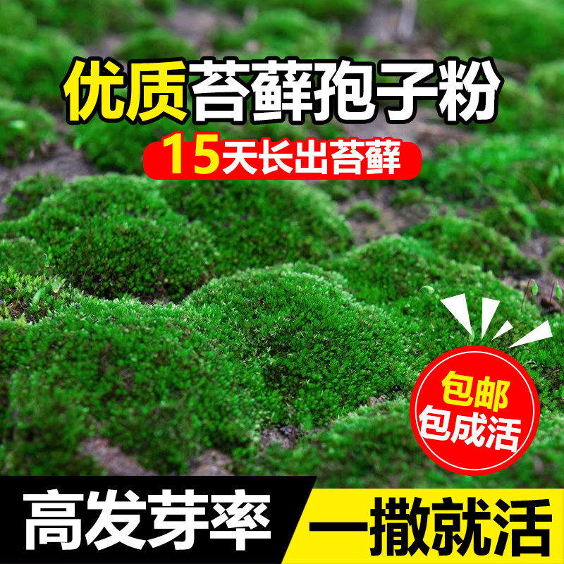 速发地藓孢子粉鲜活青苔绿植苔毯永景苔藓草籽吸水石微生观假山上