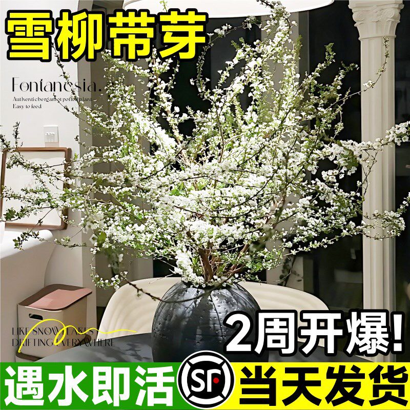 速发重培雪柳鲜枝水瓣植物干枝卉室内客厅插花龙鲜柳切花四季绿植