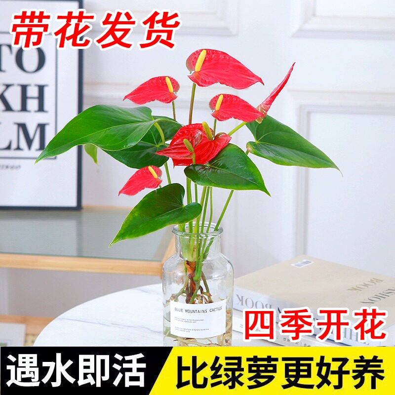 速发【土花发货】水培红掌室内水培带培盆开一帆风顺四季陆续栽花
