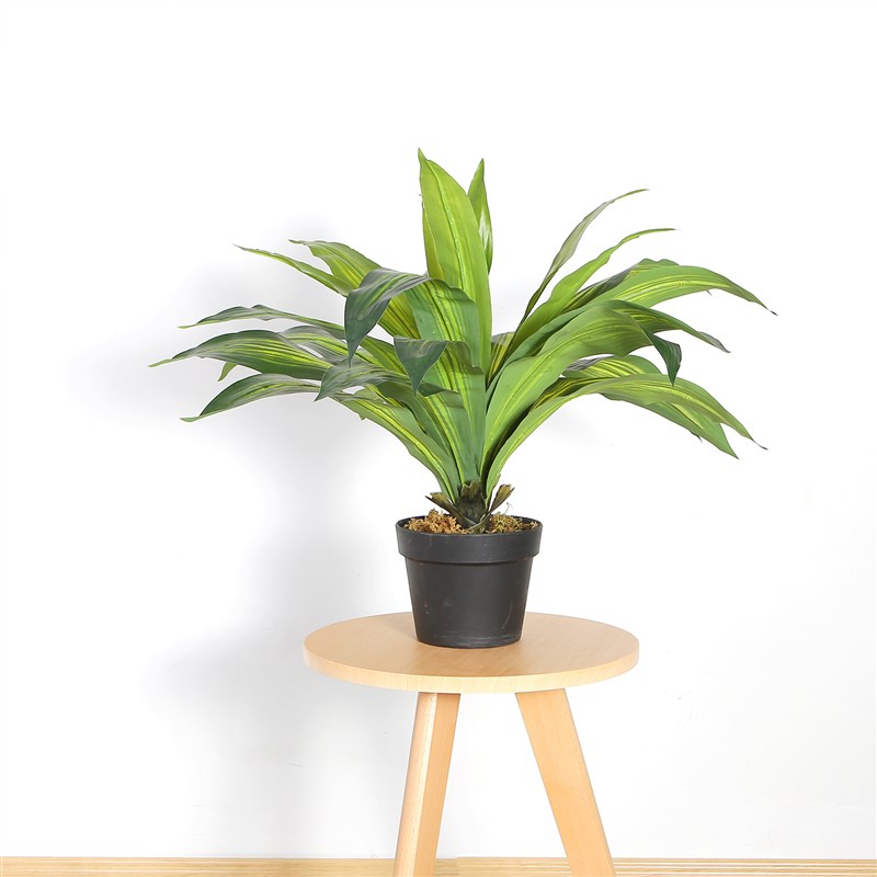 速发一件5m木 富贵树植饰室内 居装物盆景家人造假绿植