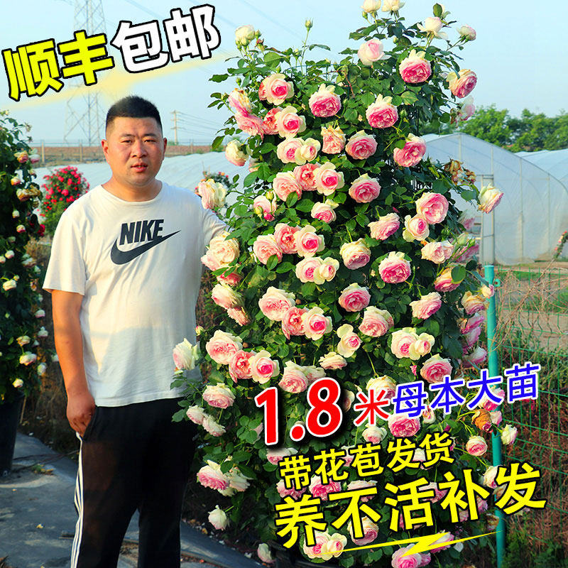 速发蔷薇花苗藤本月季庭院爬藤植物特大花种台花卉瑰玫开花季四盆