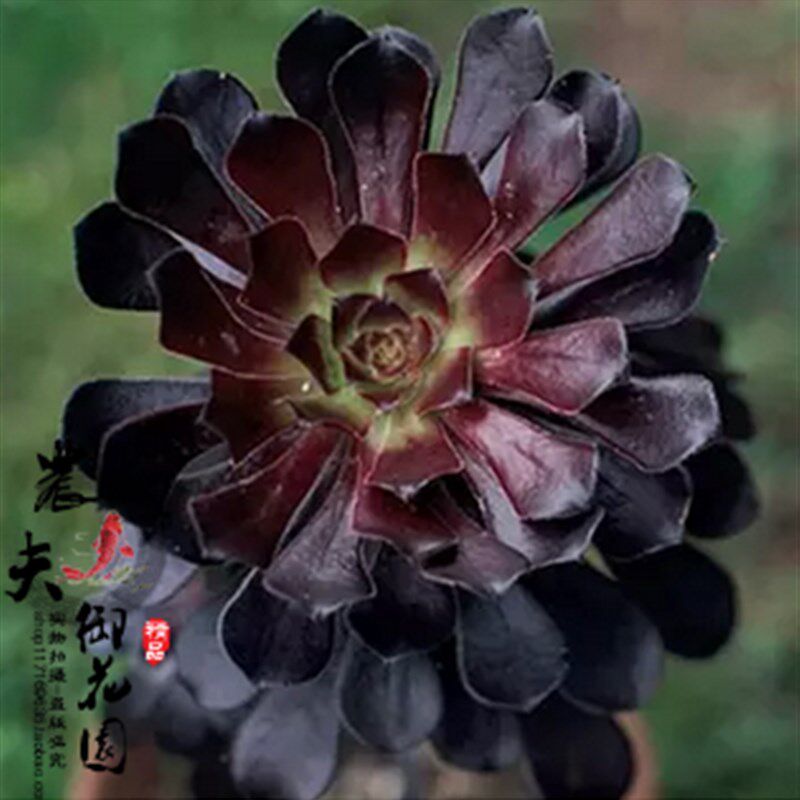速发肉法师多肉植物组合盆栽绿植花卉办公土含盆带桌黑肉原土发货