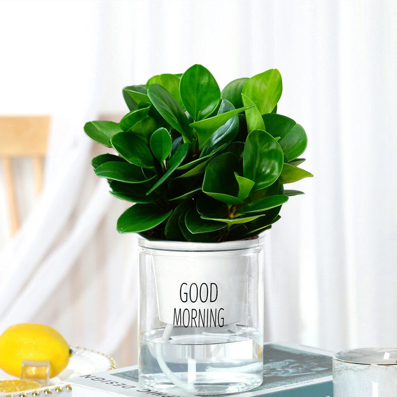 速发绿萝碧玉豆瓣绿盆栽绿除甲醛水培植物发内吸植花卉室财树吊兰