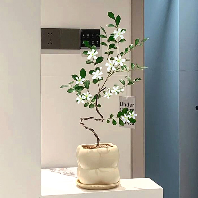 速发造型九里香盆栽四季开植入户玄关绿花摆物浓香型花卉桌面植件