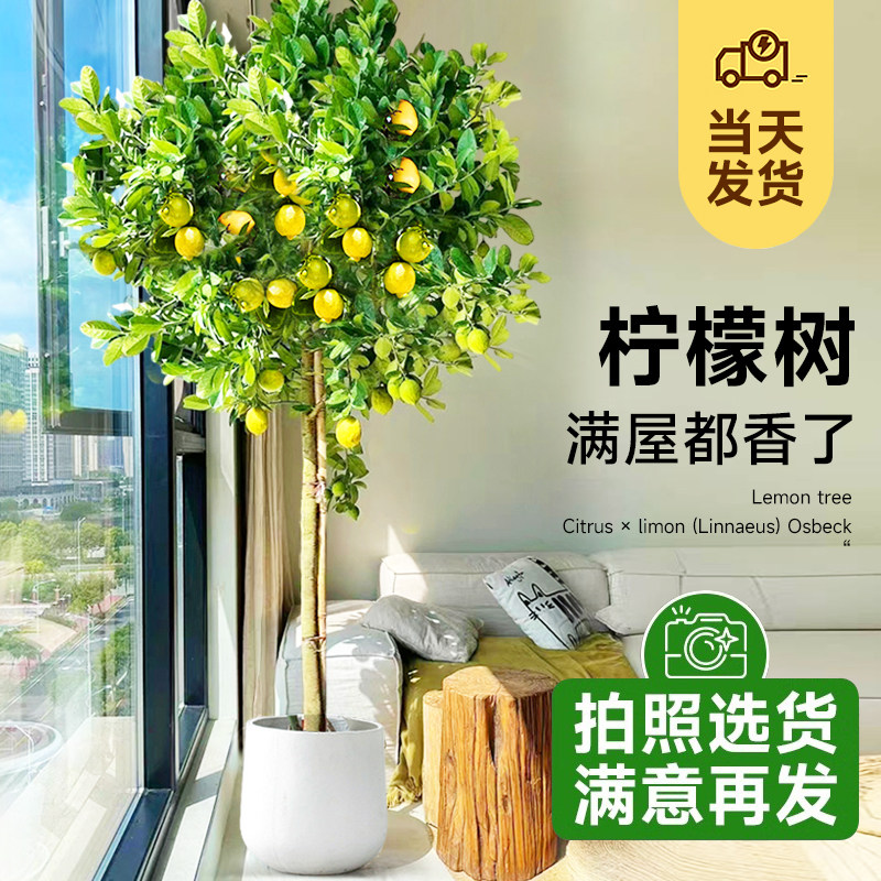 速发柠檬树盆栽带果发货可食用台室季客厅大型内植物四绿柠檬树