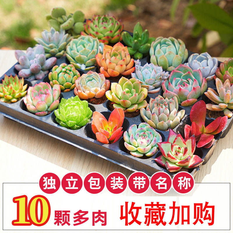 速发多肉植物组合精品盆栽套餐 台室内花植小盆栽懒人绿卉 地基直