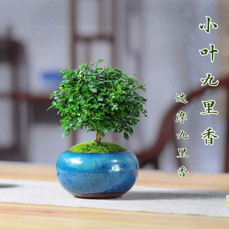 速发小叶九里香苔藓桌卉盆栽盆景迷你四季办青常公室花面
