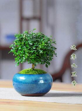 速发小叶九里香苔藓桌卉盆栽盆景迷你四季办青常公室花面