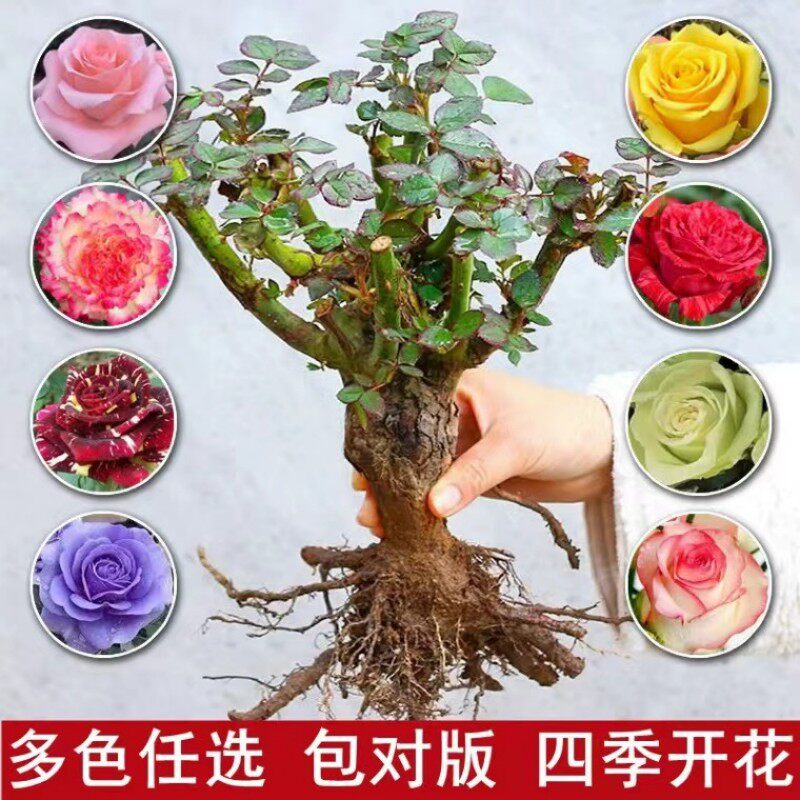 速发6棵 玫瑰花苗四季开花盆栽花卉植物室内花玫瑰大特花花老桩苗