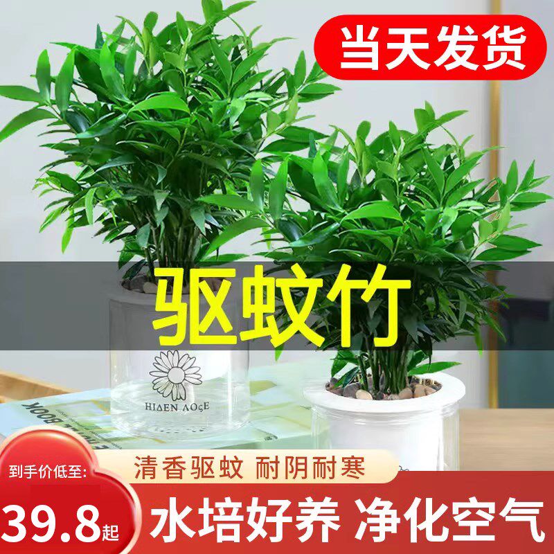 速发水培驱蚊竹柏盆栽富贵竹水养植常室内客厅好养卉植花绿四季物