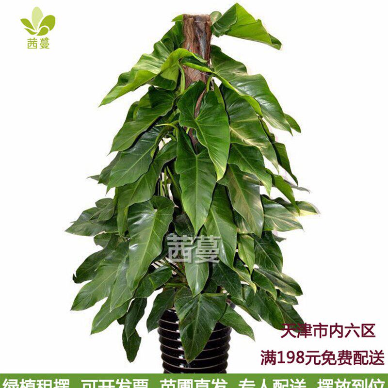 速发绿宝石植栽大叶植物内甲醛室吸盆栽花卉绿盆净化空气客厅大型