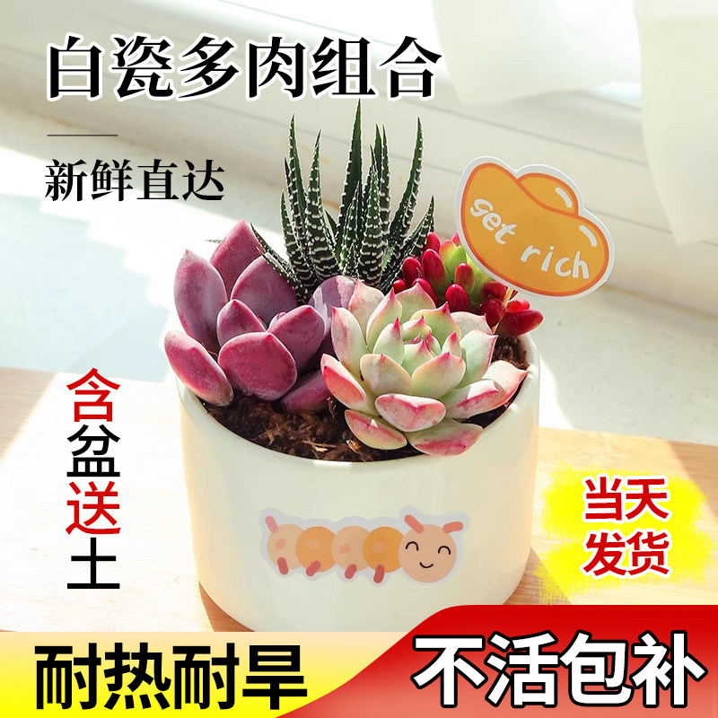 速发多花绿物组合盆栽拼盘植植花卉大颗白色陶瓷肉盆含盆带土新手