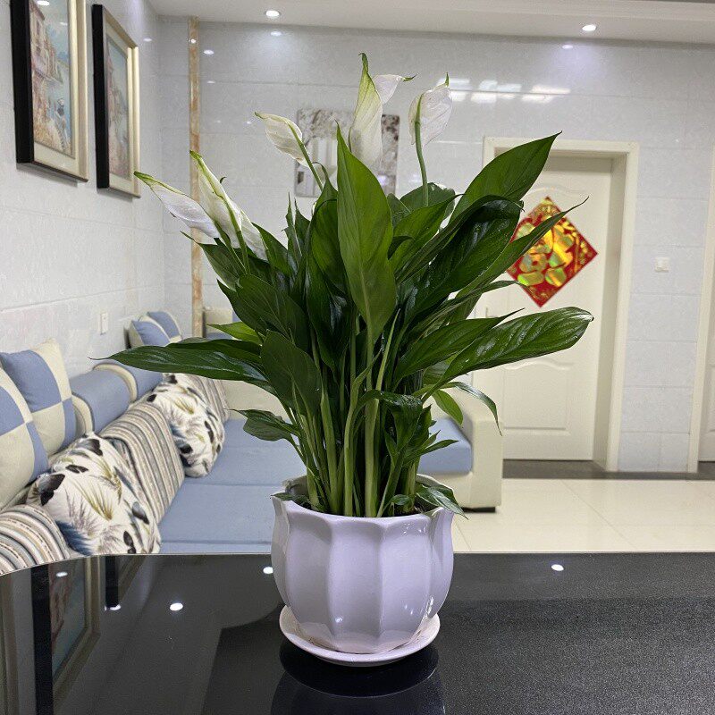 速发白掌盆栽一帆风顺水办植物培公室桌面花卉绿气净化空植四季开
