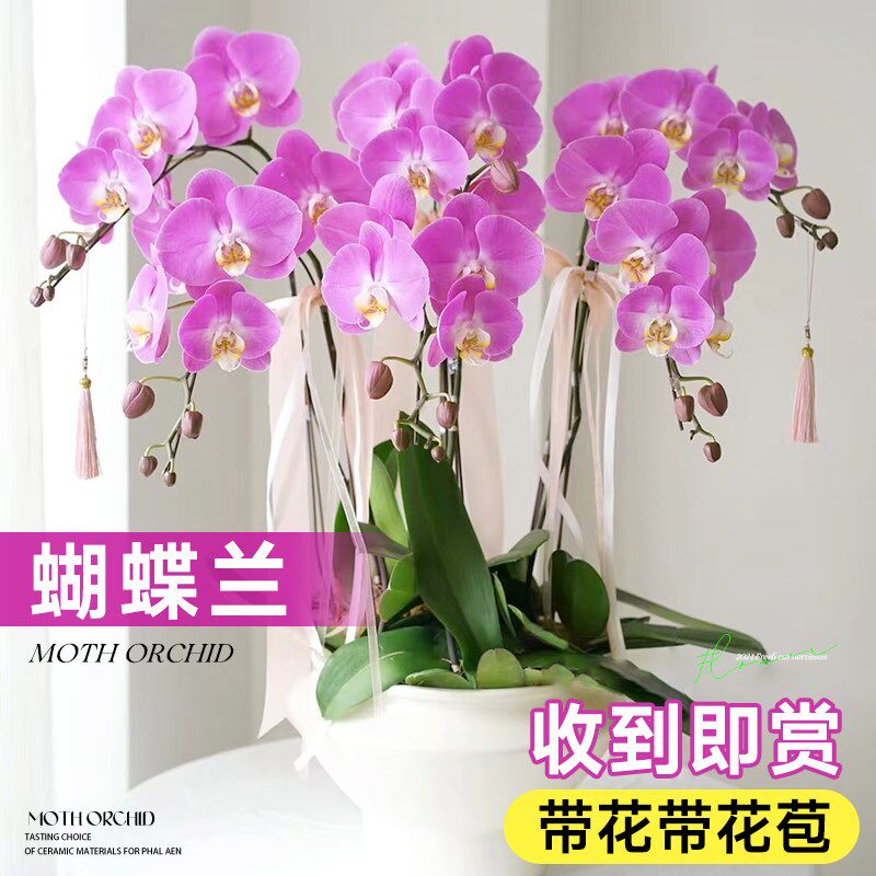 速发蝴蝶兰盆栽养花苞带花带大苗客厅室内植物冬季耐寒四季开花好