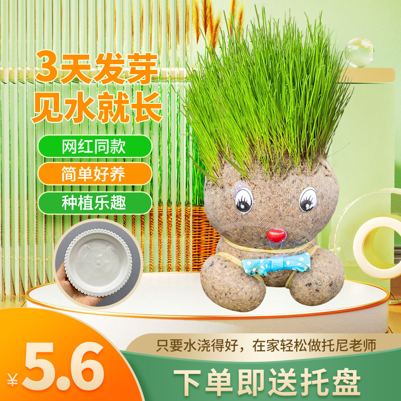 速发小头娃娃草盆栽浇水头上长头发儿童种植可娃植物种草娃爱长草