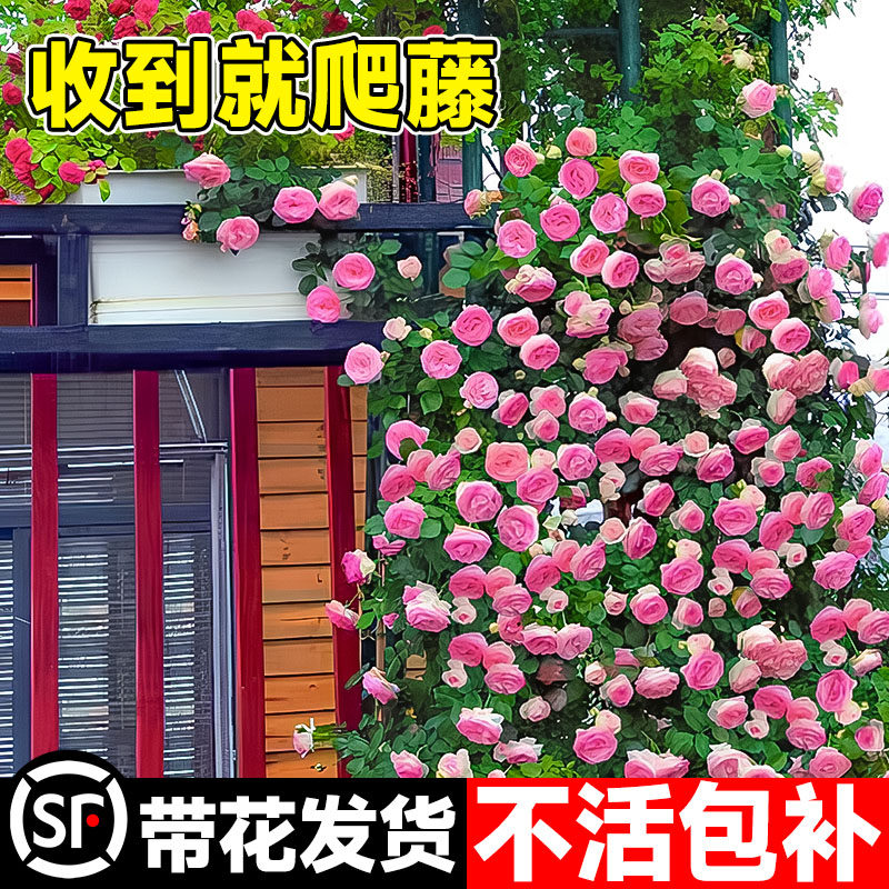 速发蔷薇花苗庭藤四季开花大苗爬墙植物耐热藤本月花爬院季卉盆栽